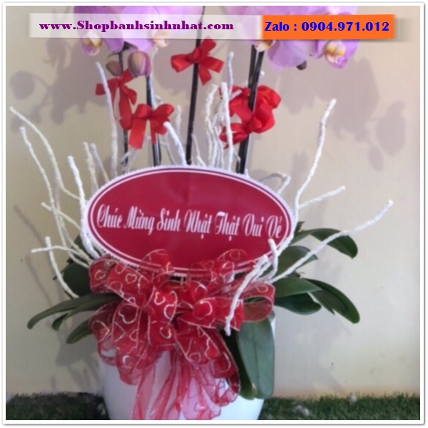 chậu hoa lan đẹp ở quận 11